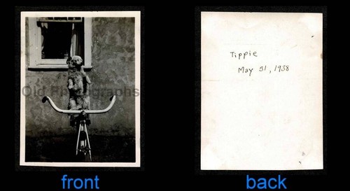 Tippie the dog bici - bici, da
