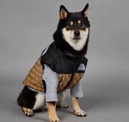 Check per cani gatti di - cani, e