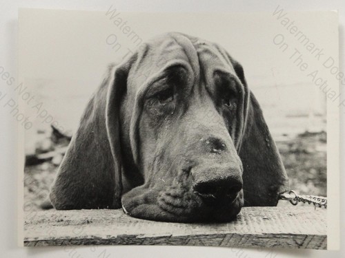 Cedar the bloodhound dog - cedar,