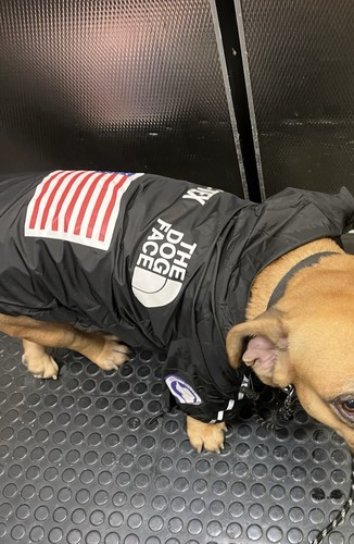 The dog face jacket - the, a