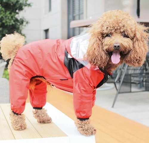 The dog face impermeabile cane - face,