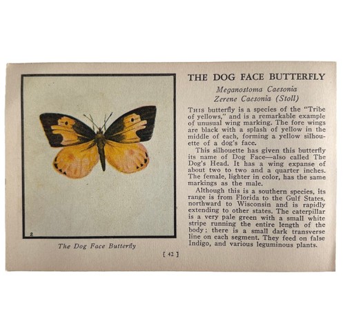 The dog face butterfly 1934 - the,